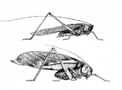 Family Tettigoniidae, long-horned grasshoppers or katydids