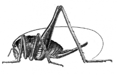 Family Raphidophoridae, cave crickets or camel crickets