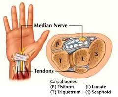 what are the contents of the carpal tunnel?