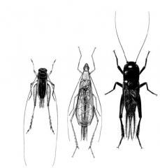 Family Gryllidae, crickets