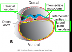 1. paraxial
2. intermediate
3. lateral

-form the trilaminar germ disc
