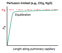 -O2 (normal health), CO2, N2O


-gas equilibrates early along the length of the capillary


-diffusion can only be increased if perfusion is increased