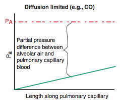 -O2 (emphysema & fibrosis), CO


-gas does not equilibrate by the time blood reaches the end of the capillary