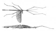 Diapheromeridae, walkingsticks