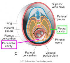 Once the left/right intraembryonic cavity has merged into a single cavity, it will go on to subdivide into three cavities surrounding important structures, later in development
-pericardial cavity (around heart)
-plueral cavities (one around eac...