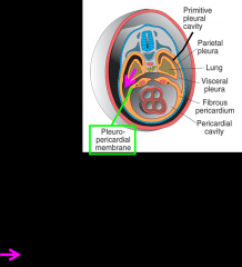 separated by pleuropericardial membranes, which develop as a result of the lungs growing into the body wall on each side, segmenting the intraembryonic cavity