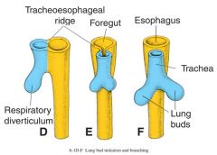 tracheosophageal septum

separates esophagus (foregut) from trachea (long bud)