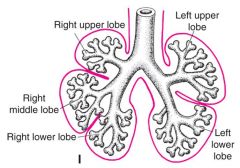 right 3
left 2

branch into tertiary (segmental) bronchi