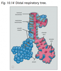 Respiratory bronchioles divide into alveolar ducts
--> alveolar ducts end in alveolar sacs
--> alveolar sacs have alveoli (air spaces where gas exchange occurs)