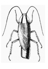 Family Ectobiidae, wood roaches