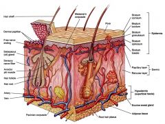 Sectional view of subcutaneous layer