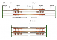 A ligação do ATP à miosina, providencia a energia necessária ao movimento da miosina e promove a dissociação da actina á miosina. A hidrólise de ATP depois provoca alterações na proteína que a faz ligar de novo, mas mais a frente, ao fi...