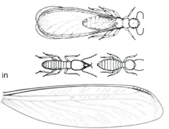 Family Rhinotermitidae, subterranean termites