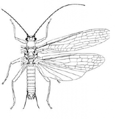 Order Plecoptera, stoneflies