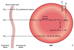 CO2 diffuse out of vessel into RBC >> combines with H2O >> carbonic anhydrase forms H2CO3 >> dissociaties to H+ & HCO3- >> HCO3- exchanged for Cl- & H+ combines w/ Hb forming HHb