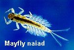 mayflies, 3100
• larvae have abdominal lamellar gills
• short lived adults
• 3 terminal filaments
• triangular wings, reduced HW
• hemimetabolous
• can't fold wings