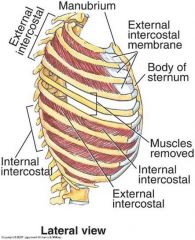 External intercostal muscles- fibers FORWARD and down, run from costochondral junction to sternum where muscles end anteriorly and external intercostal membrane begins

Internal intercostal muscles- fibers BACKWARD and down, end posterior & medi...