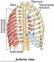 transversus thoracis

subcostal

intercostal nerves