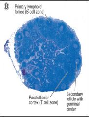 T Cells are found in the "ParaFollicular Cortex" 