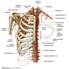subclavian artery