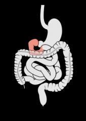 duodenum,

- efter magsäcken (ventriculus)

-innan tunntarmen


(intestinum tenue)