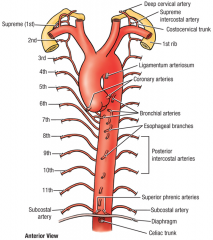 supreme (superior) intercostal artery