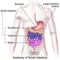 intestinum tenue,

inkluderar duodenum, jejunum och ileum