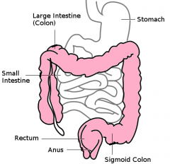 intestinum crassum,

inkluderar cecum, colon och rectum