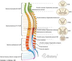 Es el extremo terminal de la medula espinal.
Filum terminal: Prolongación de la medula espinal que va del cono medular hasta la parte posterior del coccix.