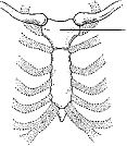 The anatomical part of the sternum identified in the figure above is the: