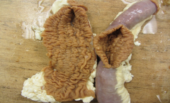 small intestine from a 2 yo cow w/ profuse watery D+ and progressive emaciation. mdx? likely cause?