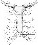 The part of the sternum identified on the figure above is the: