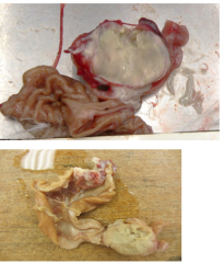 tissue from 16 yo cat w/ cranial abdominal pain, V+, and weight loss.  mdx?