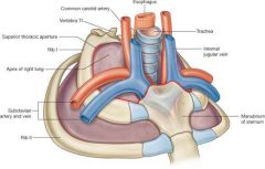 collapsed lung

(copula of lung extends into root of neck)