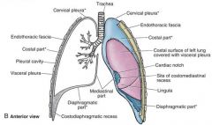 costomediastinal recess & costodiaphragmatic recess


the lungs typically do not expand into these spaces