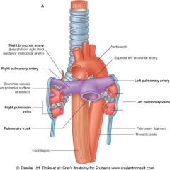 the anterior surface of the thoracic aorta