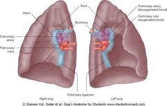 primary bronchus
pulmonary artery & vein
bronchial vessels
nerves
lymphatics