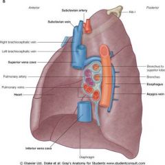 3 lobes - superior, middle, inferior
2 fissures- horizontal, oblique

sulcus- Azygos v, esophagus, R Subclavian a, vena cava, 1st rib
