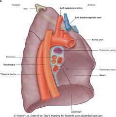 2 lobes- superior, inferior
1 fissure- oblique

sulcus- aorta, esophagus, L Subclavian a, L brachiocephalic v, 1st rib

unique features- lingula & cardiac impression