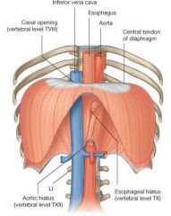Caval opening: T8, inferior vena cava

Esophageal hiatus: T10, esophagus & vagal trunks

Aortic hiatus: T12, aorta & thoracic duct