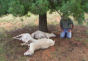 3 sheep found dead under a tree- possible cause?