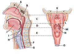 Label the parts of the Oral Cavity and Pharynx