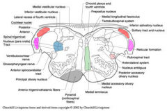 dorsal cochlear nucleus and ventral cochlear nucleus


LATERAL LEMNISCUS
(primary ascending auditory pathway)