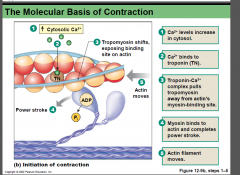 Molecular basis of contraction steps:
