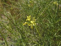 *Sisymbrium altissimum
Tumbleweed mustard
Brassicaceae