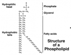 -Two fatty acids joined to one molecule of glycerol and a phosphate group


-Form plasma membranes around all cells


 