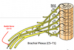 Radial nerve

Receives fibers from spinal nerves from five different cord levels (all cord levels of the brachial plexus)