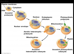 -The endosymbiont theory proposes that mitochondria and plastids (chloroplasts and related organelles) were formerly small prokaryotes living within larger host cells
-An endosymbiont is a cell that lives within a host cell