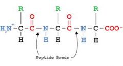 - which protein structure is this?


 


- What bond?