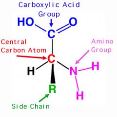 -All amino acids have similar structure


-Amino group NH2


-Hydrogen H


-Carboxyl group COOH


-Side/Functional group R